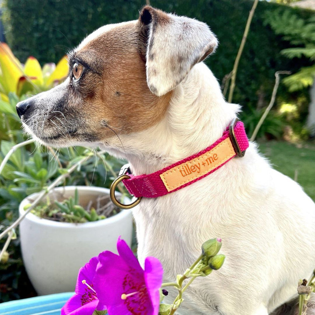 Hemp Cotton Dog Collar - Durable, Sustainable, Adjustable, Lightweight & Soft