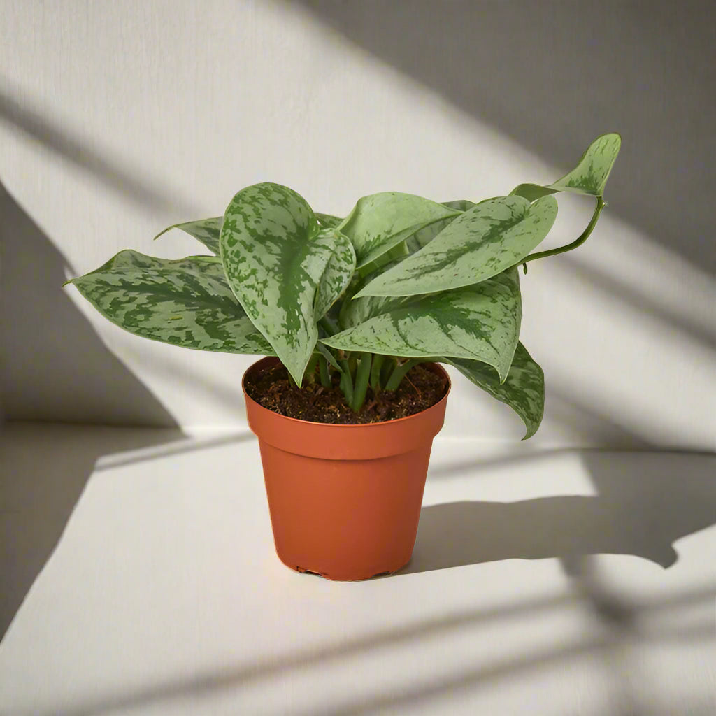 Potted plant with green leaves on a white background