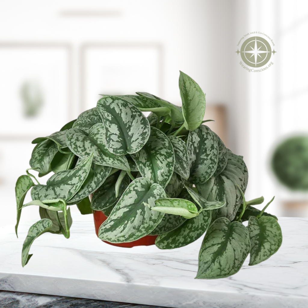 The Scindapsus Pictus EXOTICA Stunning Easy-Care Potted House Plant