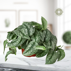 The Scindapsus Pictus EXOTICA Stunning Easy-Care Potted House Plant