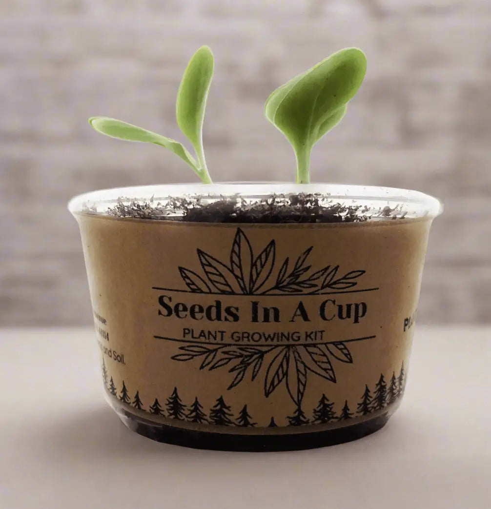 Seeds In A Cup® American Elm Tree Seed Starter Grow Kit