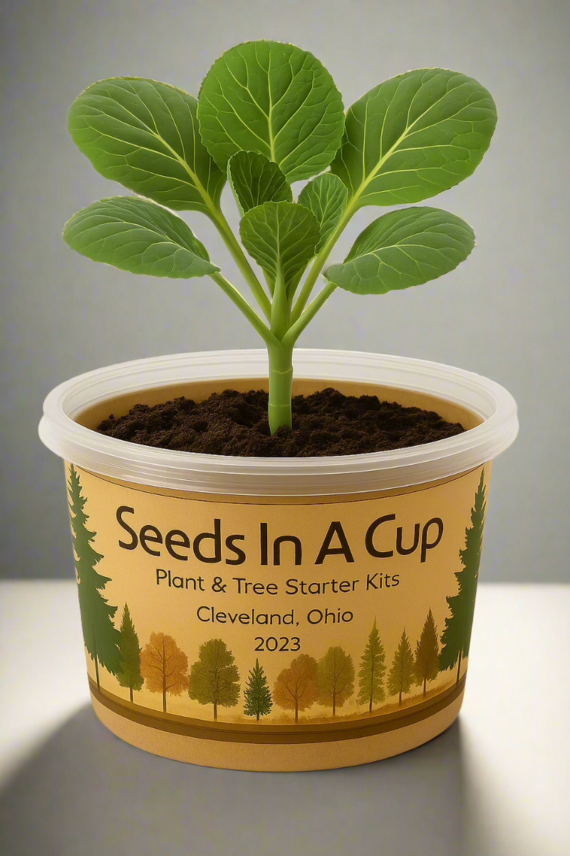 Potted plant with 'Seeds In A Cup' label on a white background