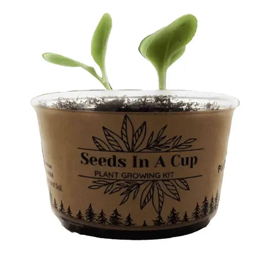 Seeds In A Cup® American Elm Tree Seed Starter Grow Kit