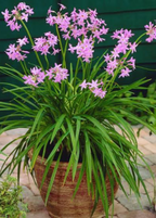 The SOCIETY GARLIC Drought-Tolerant Low-Maintenance Herb