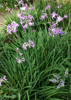The SOCIETY GARLIC Drought-Tolerant Low-Maintenance Herb