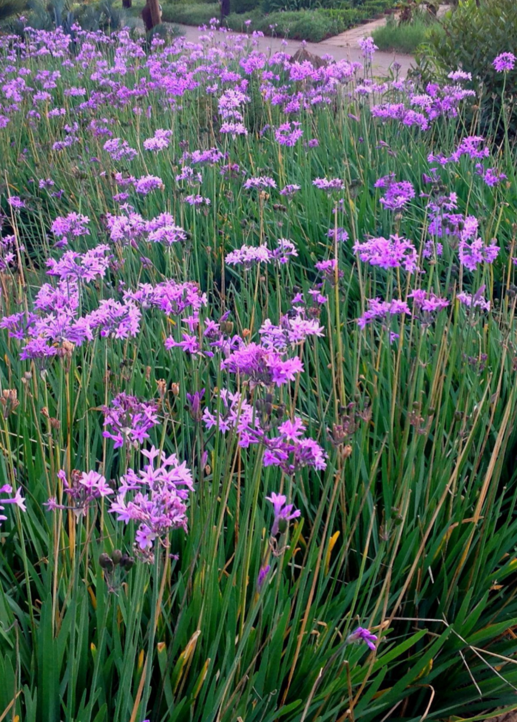The SOCIETY GARLIC Drought-Tolerant Low-Maintenance Herb