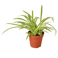 Spider Plant REVERSE Easy Care Potted House Plant