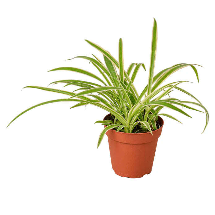 Potted plant with green leaves on a white background