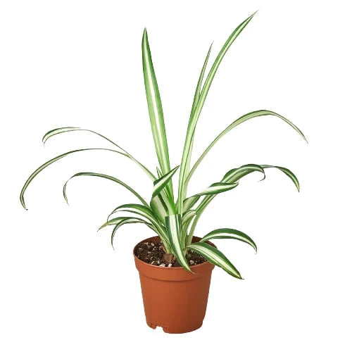 Potted plant with green leaves on a white background