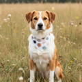 Dog sitting in a field wearing a colorful bandana