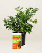 The CITRUS TREE Container Grow Care Kit