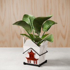 The Chinese Takeout Container Made of Bioplastic For Planting House Plants