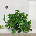 A green pothos plant with variegated leaves in a black plastic pot, displayed on a light-colored surface against a bright, blurred indoor background.
