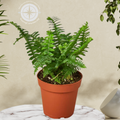 A green fern plant in a terracotta-colored plastic pot, displayed on a white marble surface against a beige wall with other plants in the background.