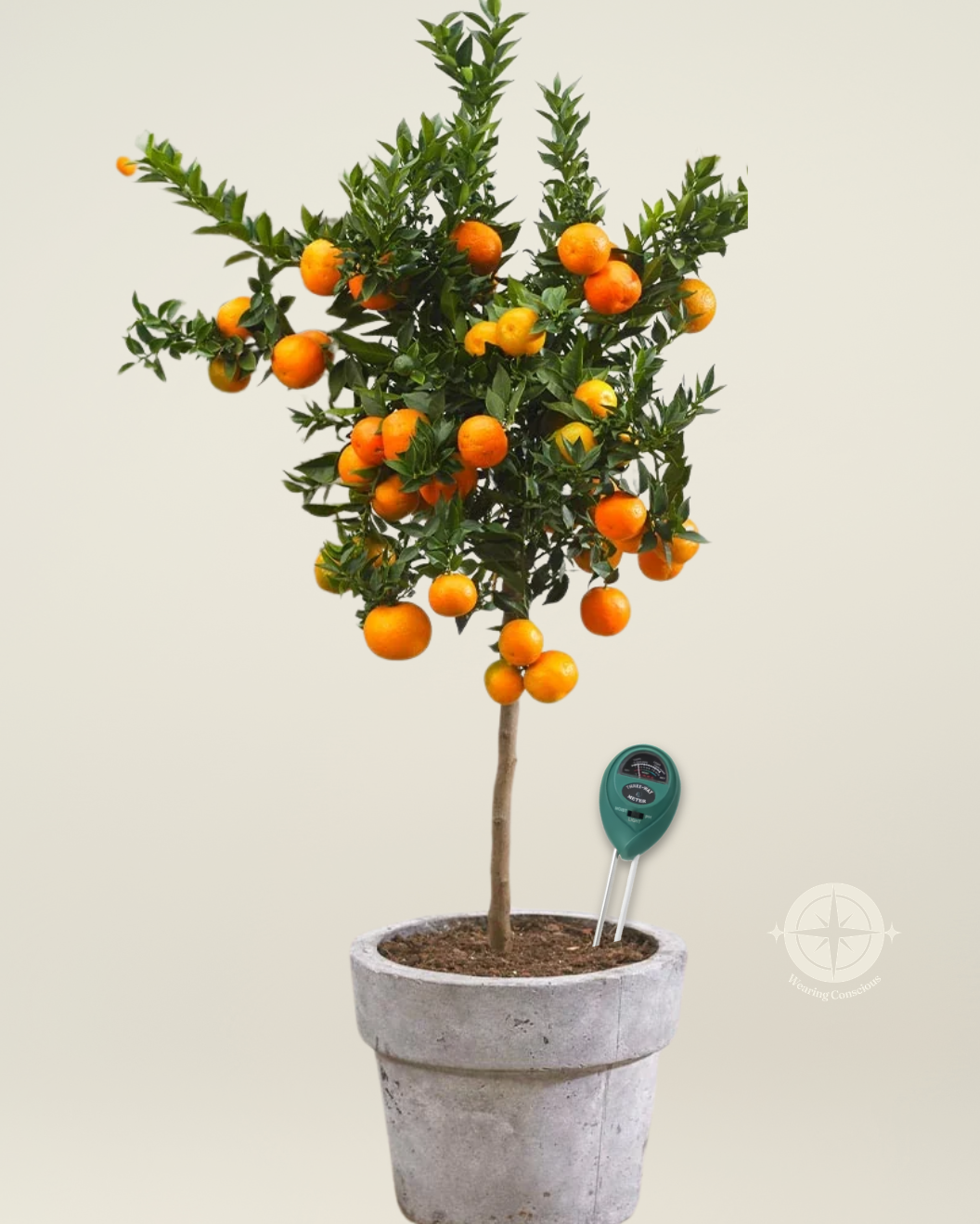 The OWARI SATSUMA Cold-Hardy Seedless Mandarin Tree