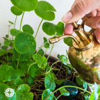 A hand holds a brass spray nozzle over a potted plant with round green leaves, watering the foliage. A small circular logo watermark is visible near the bottom left.