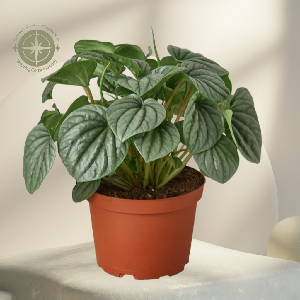 A potted green houseplant with large textured leaves in a terracotta-colored plastic pot, displayed on a white pedestal alongside a cactus in a yellow pot against a warm beige background.