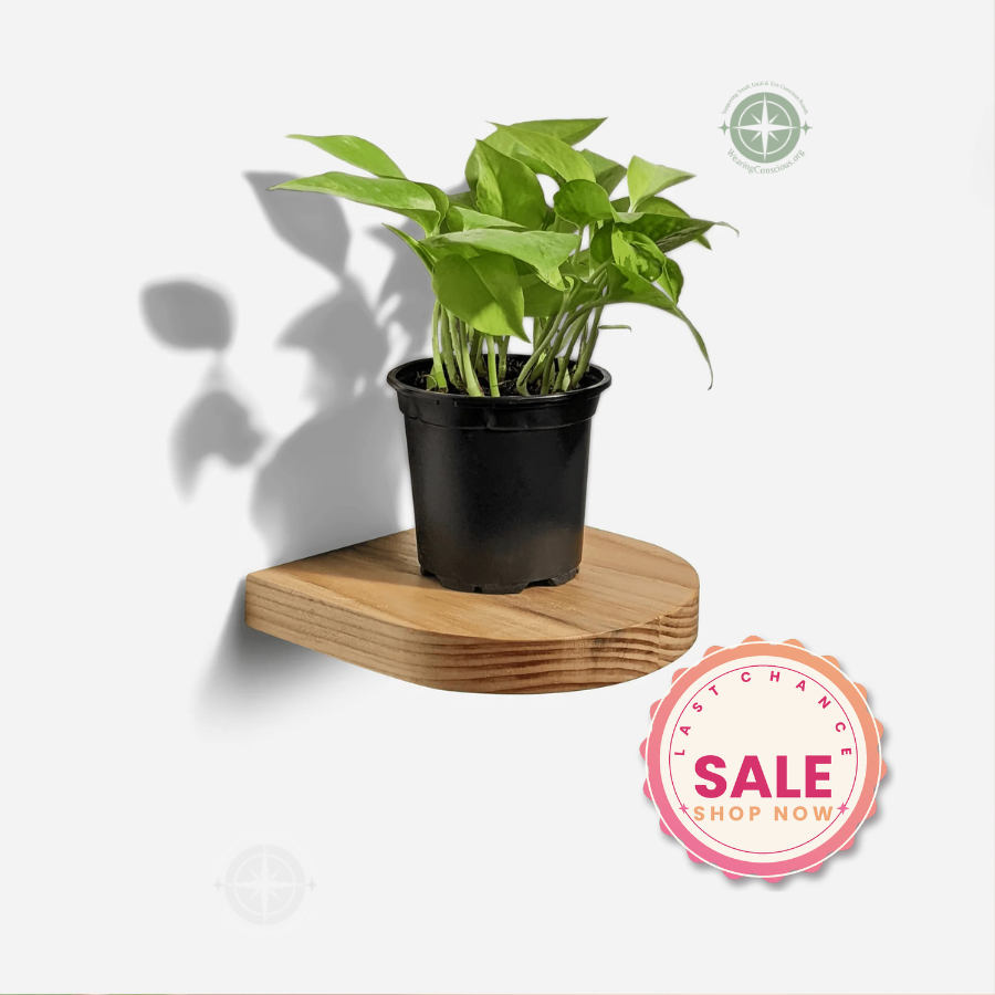 The RAINBOW Handmade Wooden Wall Plant Shelf