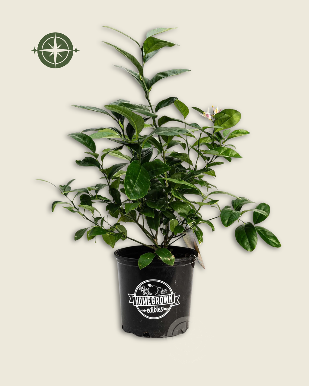 The SQUEEZY Improved Meyer Lemon Resilient Easy-Care Fruiting Bush
