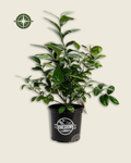 The SQUEEZY Improved Meyer Lemon Resilient Easy-Care Fruiting Bush