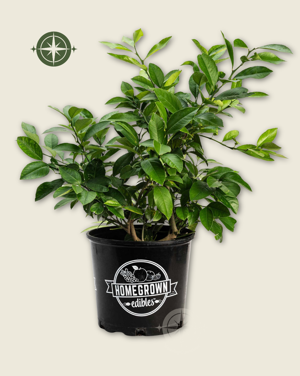 The SQUEEZY Improved Meyer Lemon Resilient Easy-Care Fruiting Bush