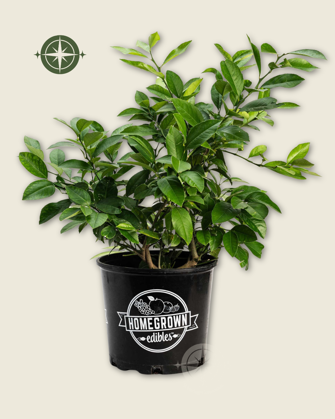 The SQUEEZY Improved Meyer Lemon Resilient Easy-Care Fruiting Bush