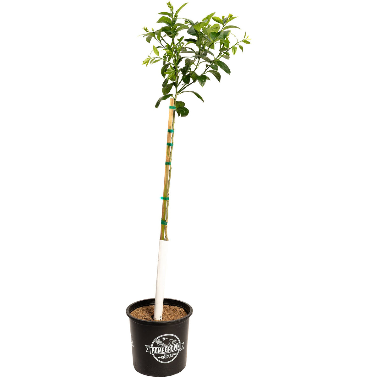 Potted plant with a white stem and green leaves on a white background