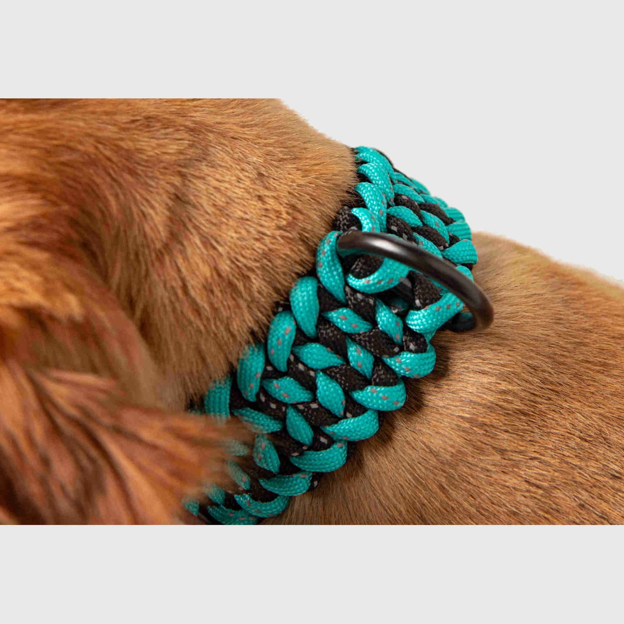 Forever Dog Collar