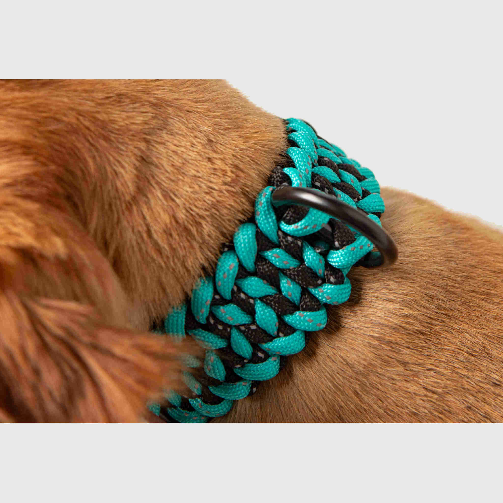 Forever Dog Collar