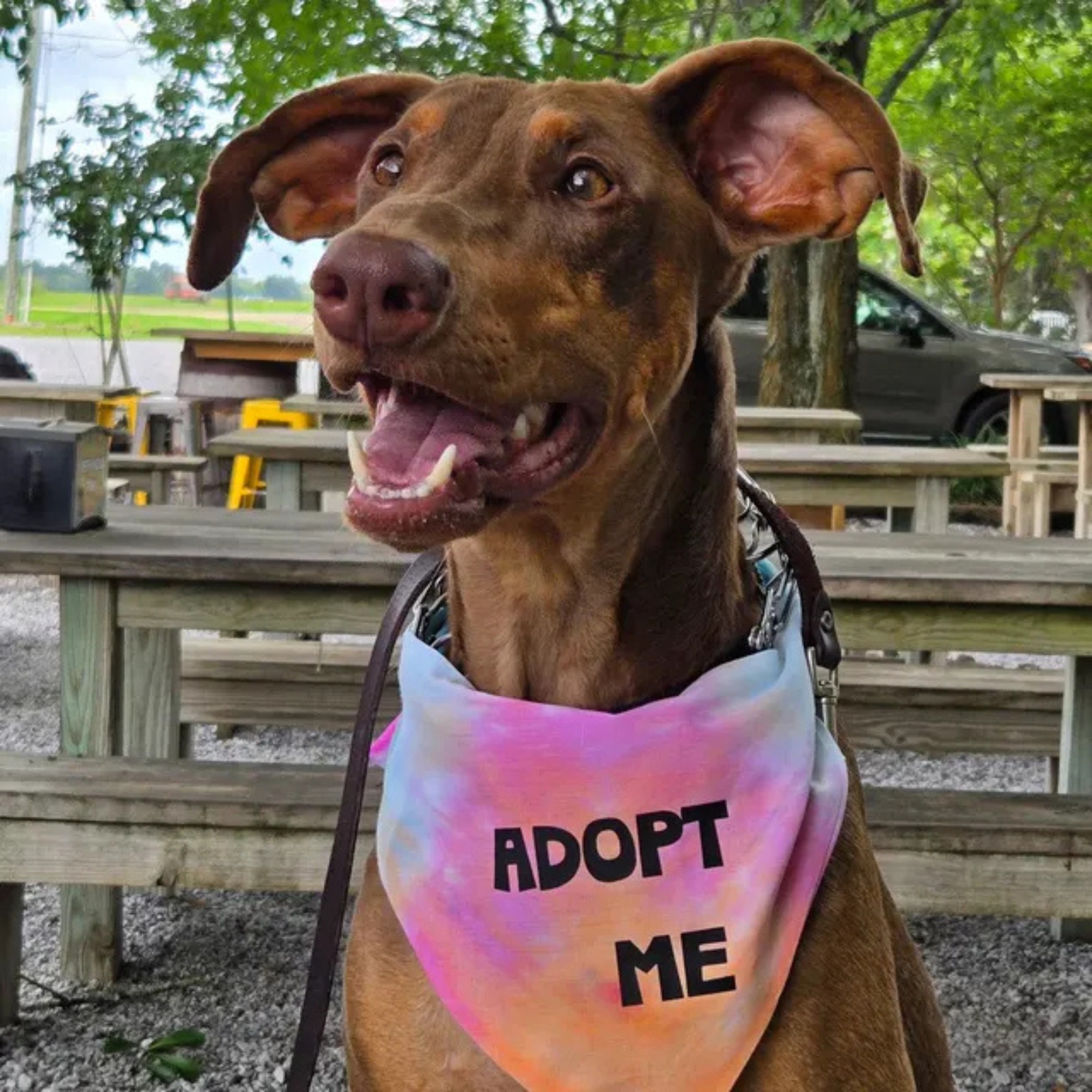 Adopt Me Tie Dye Dog Bandana – Personalization Available!