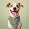 Daisy Dog Bandana