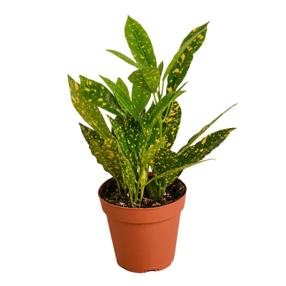 Potted plant with green leaves on a white background