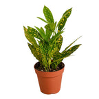 Potted plant with green leaves on a white background