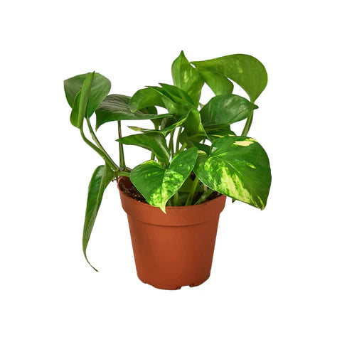Pothos 'Golden' Easy Care Indoor Potted Plant for Indirect Sunlight and Low Light