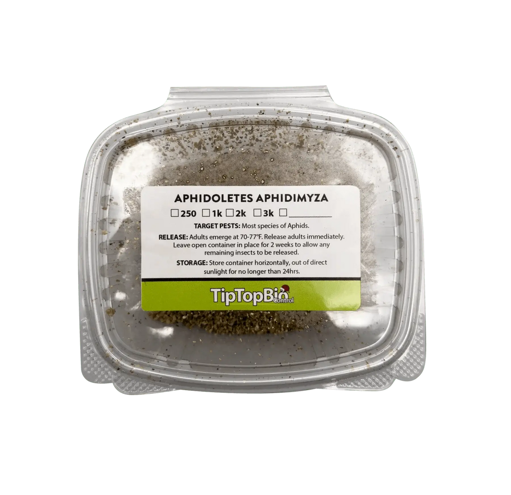 Aphidoletes aphidimyza (Live Nymphs)