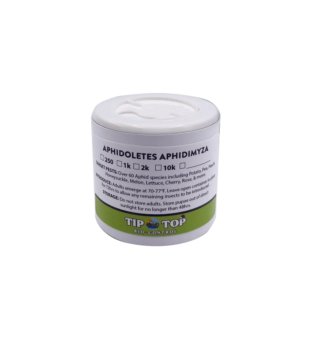 Aphidoletes aphidimyza (Live Nymphs)