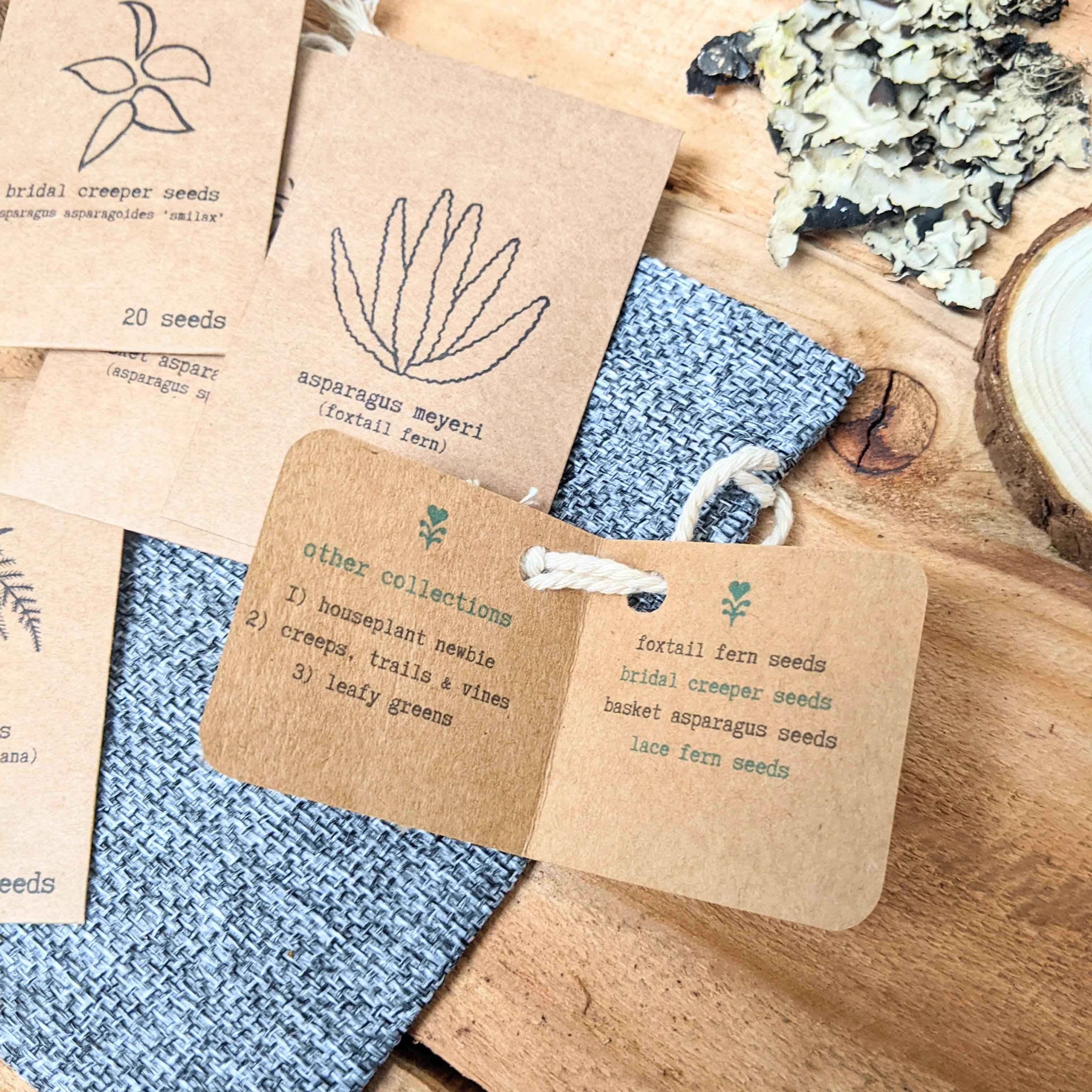 "Asparagus Fern" Houseplant Seed Collection