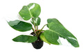 Philodendron White Princess 4 inch in Grower Pot