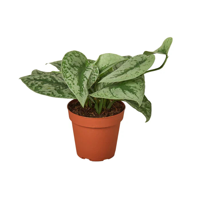 Scindapsus Pictus 'Exotica' Stunning Easy-Care Potted House Plant