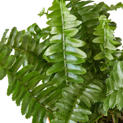 Jester's Crown Fern (Boston Fern) Pet-Safe Easy-Care Potted House Plant