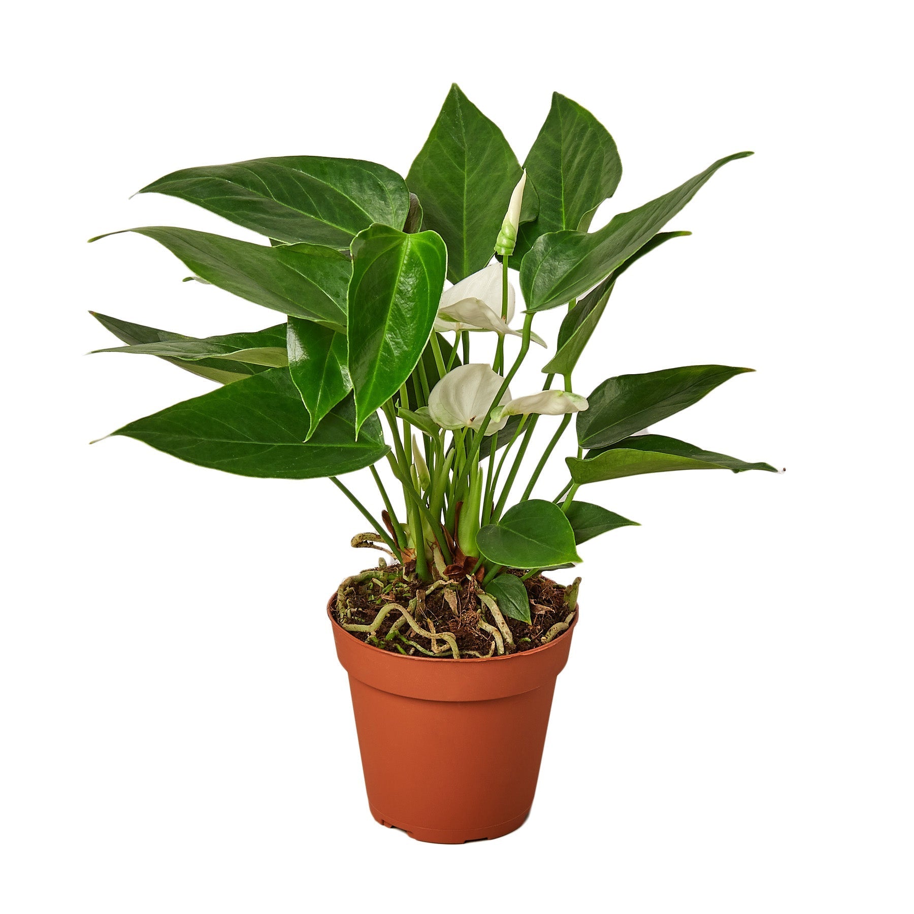 Anthurium 'White' Tropical Plant