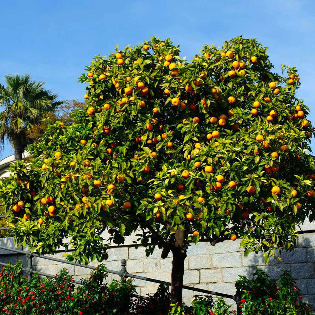 The JUICY PINK Cara Cara Evergreen Fast-Growing Orange Tree