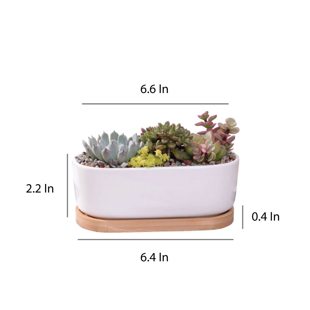 Succulent Planter -Elongated-4