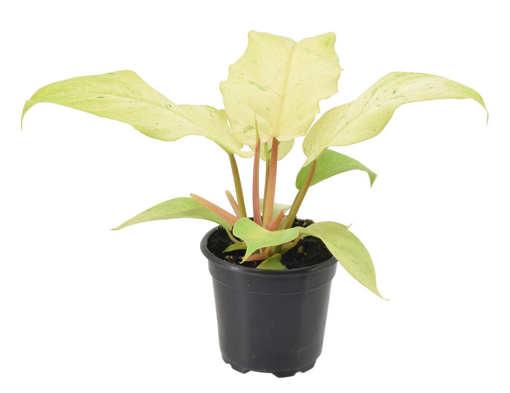 Philodendron Snowdrift 4 inch Grower Pot
