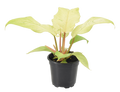 Philodendron Snowdrift 4 inch Grower Pot