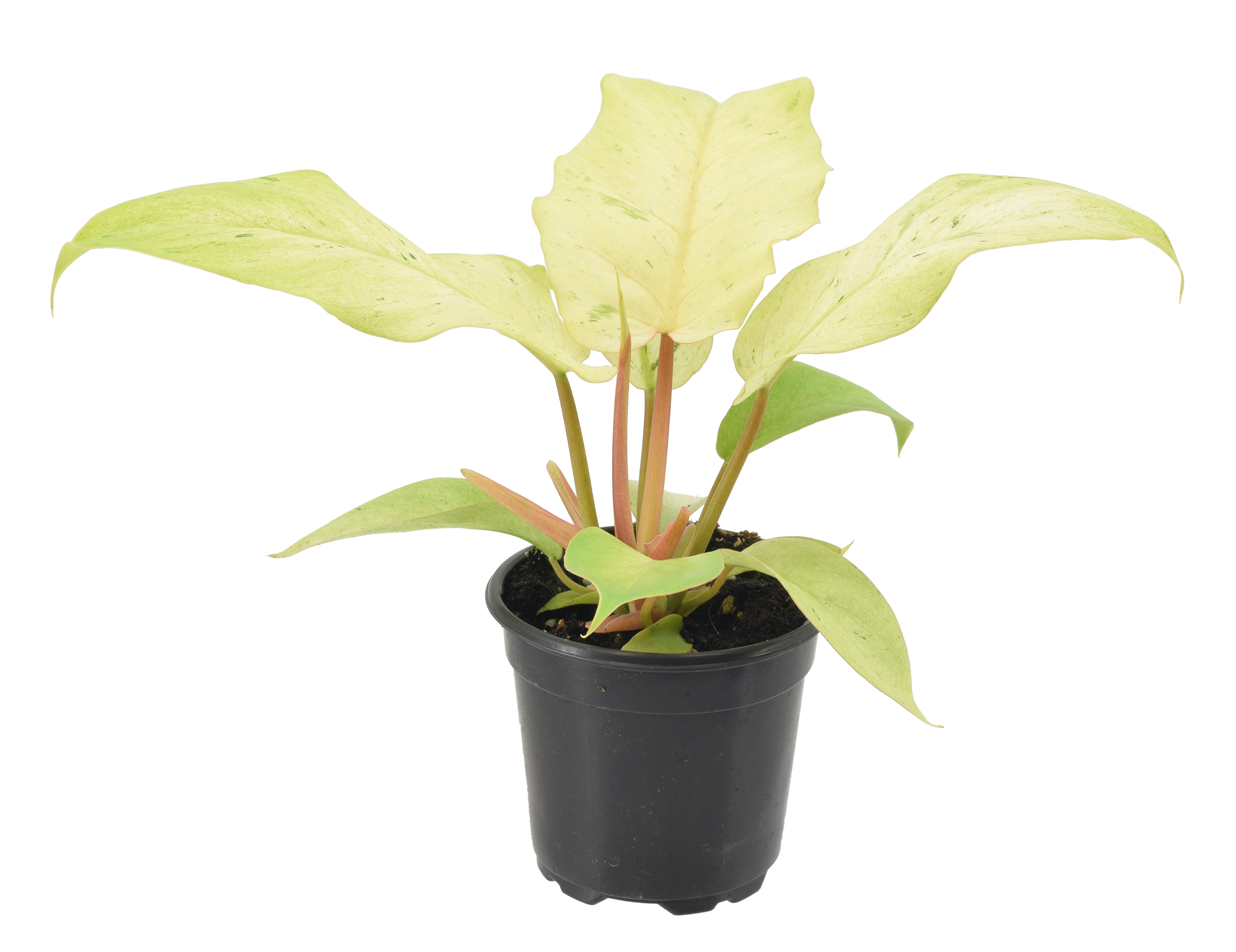 Philodendron Snowdrift 4 inch Grower Pot