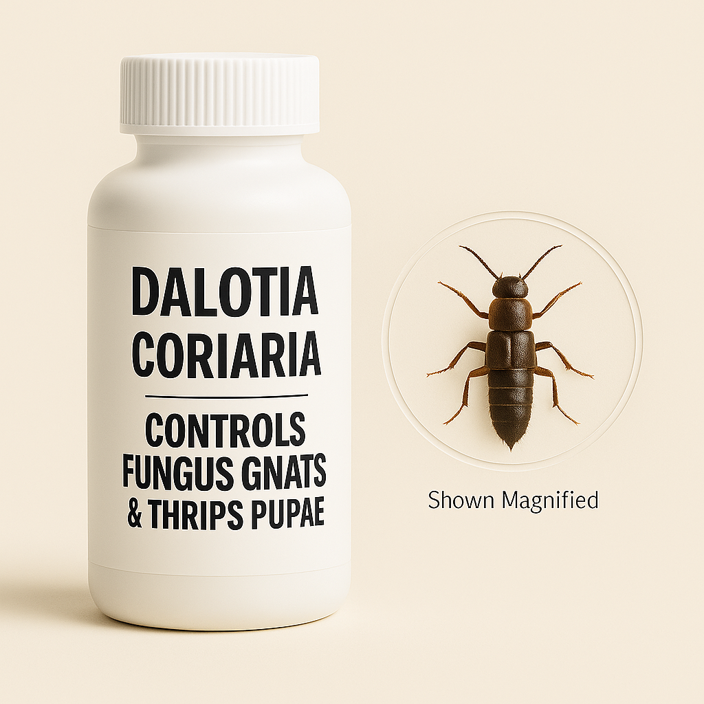Dalotia coriaria - Rove Beetle