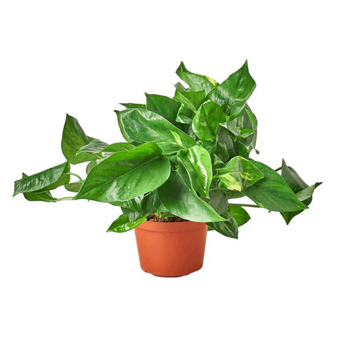 Pothos 'Golden' Easy Care Indoor Potted Plant for Indirect Sunlight and Low Light