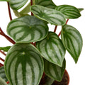 The Peperomia WATERMELON - 6" Nursery Pot