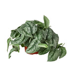 Scindapsus Pictus 'Exotica' Stunning Easy-Care Potted House Plant